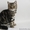 Британские короткошерстные котята #26882