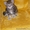 Британский мраморный котенок (мальчик) #30786