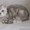 Британские котята мраморного окраса - Изображение #1, Объявление #41049