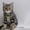 Британские котята мраморного окраса - Изображение #2, Объявление #41049