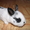 кролики декоративные малыши - Изображение #2, Объявление #266291