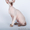 котята-петерболды с родословной - Изображение #3, Объявление #362896