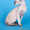 котята-петерболды с родословной - Изображение #2, Объявление #362896