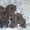 Продаются щенки Итальянского Кане-корсо - Изображение #1, Объявление #377578