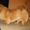 стрижка ,тримминг собак и кошек - Изображение #4, Объявление #374082