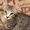 Котенок-полосатик в добрые руки - Изображение #1, Объявление #376951