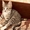 Котенок-полосатик в добрые руки - Изображение #3, Объявление #376951