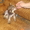 Очаровательный щенок китайской хохлатой собачки - Изображение #5, Объявление #419205