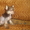 Очаровательный щенок китайской хохлатой собачки - Изображение #1, Объявление #419205