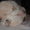 продаю щенков лабрадор-ретривер окрас палевый - Изображение #1, Объявление #462676
