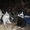 Симпатичные котята ждут своих хозяев #465426