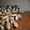 Щенки Йорка, Щенки Йоркширского терьера - Изображение #1, Объявление #488696