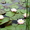 Водная лилия(нимфея) розовая - Изображение #2, Объявление #557528