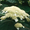 Саженцы гортензии древовидной - Изображение #2, Объявление #557482