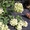 Саженцы гортензии метельчатой - Изображение #3, Объявление #557496
