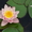 Водная лилия(нимфея) розовая #557528