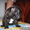 Высокопородные щенки французского бульдога - Изображение #6, Объявление #570189