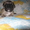 Высокопородные щенки французского бульдога - Изображение #1, Объявление #570189