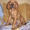 предлагаю щенка родезийского риджбека - Изображение #1, Объявление #604822