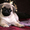 Продаются красивые и нарядные по окрасу щенки мопса - Изображение #5, Объявление #632313