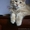 Мейн- кун котенок мальчик - Изображение #1, Объявление #666844