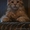 Мейн- кун котенок мальчик - Изображение #2, Объявление #666844