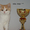 Котята редких окрасов на продажу - Изображение #1, Объявление #695170