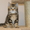 Продаются шотландкие короткошерстные котята - Изображение #1, Объявление #720349