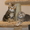 Продаются шотландкие короткошерстные котята - Изображение #3, Объявление #720349