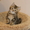 Продаются шотландкие короткошерстные котята - Изображение #2, Объявление #720349