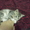 Отдам котенка в хорошиие руки - Изображение #1, Объявление #708327