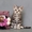 Британские мраморные пятнистые котята - Изображение #1, Объявление #60165
