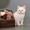 Британские мраморные пятнистые котята - Изображение #3, Объявление #60165