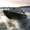 Продаем катер (лодку) Grizzly 470 DC - Изображение #6, Объявление #1186518