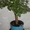Денежное дерево (Крассула) - дерево благополучия - Изображение #4, Объявление #1324617