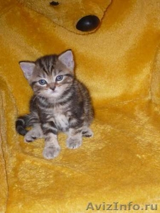 Британский мраморный котенок (мальчик) - Изображение #1, Объявление #30786