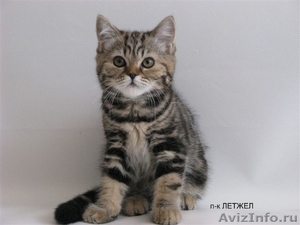 Британские котята мраморного окраса - Изображение #2, Объявление #41049