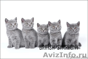 Голубые и лиловые британские котята, кошечки для души и разведения. - Изображение #1, Объявление #144498