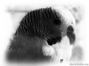 Волнистые попугаи и кореллы - Изображение #1, Объявление #140003