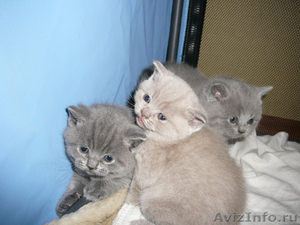 Котята-британцы голубого и лилового окраса - Изображение #1, Объявление #138952