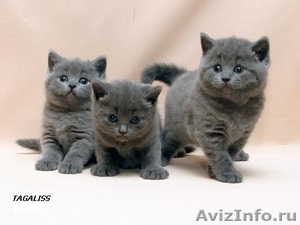 Британские котята отличного породного типа - Изображение #1, Объявление #145596