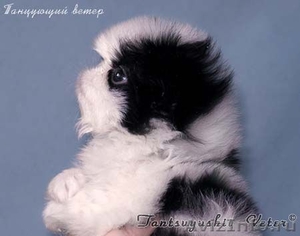 продаются щенки японского хина - Изображение #1, Объявление #171736
