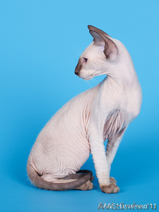 котята-петерболды с родословной - Изображение #2, Объявление #362896