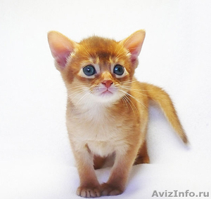 Абиссинские котята питомника - Изображение #1, Объявление #365724