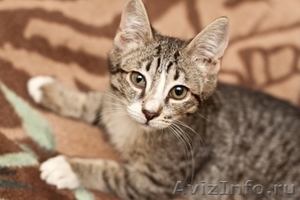 Котенок-полосатик в добрые руки - Изображение #1, Объявление #376951