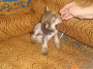 Очаровательный щенок китайской хохлатой собачки - Изображение #5, Объявление #419205