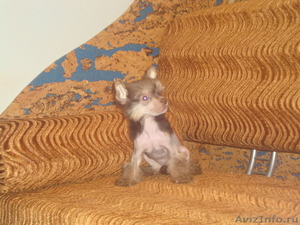 Очаровательный щенок китайской хохлатой собачки - Изображение #4, Объявление #419205