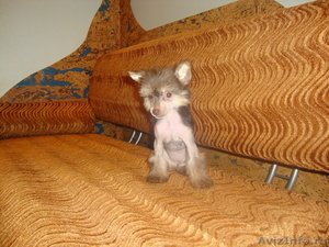 Очаровательный щенок китайской хохлатой собачки - Изображение #2, Объявление #419205