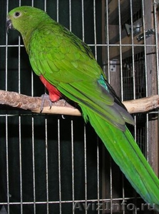 Продам различные виды попугаев - Изображение #1, Объявление #411580