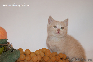 Продажа котят от питомника Elite Pride - Изображение #1, Объявление #553977